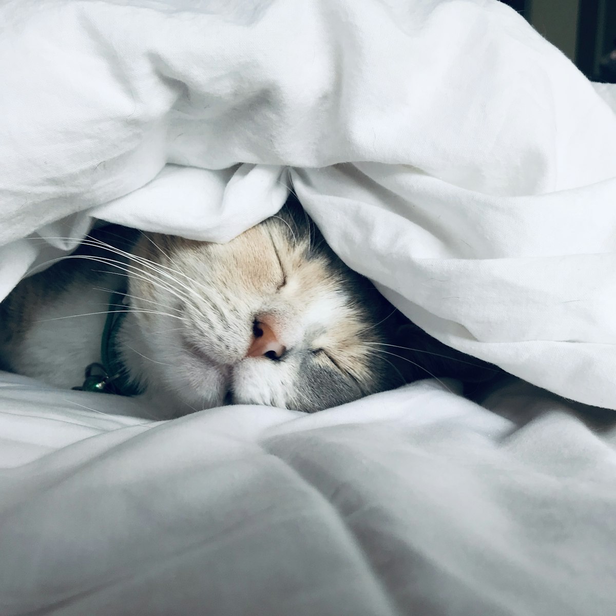 Sleep is the cheapest recovery tool